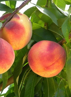 Salem - Peach Varieties